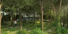Miyawaki-Forest